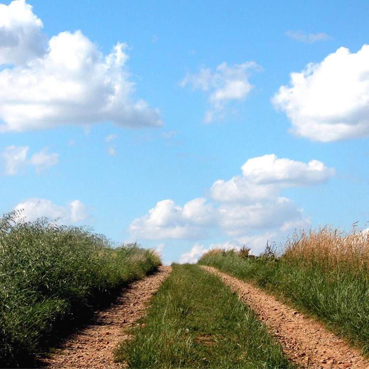 Tor zum Marchfeld - durch die Lobau nach Wien