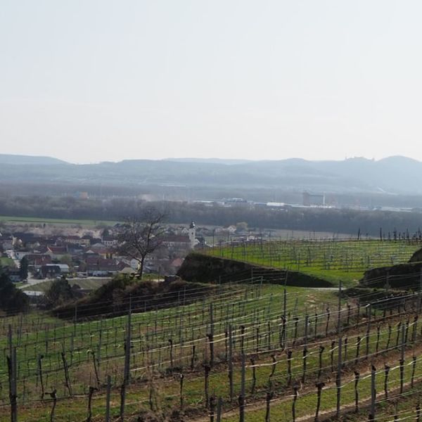 Weinberge Krems / Maria Mayer-Schwingenschlögl OLYMPUS DIGITAL CAMERA