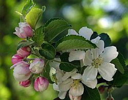 Apfelblüte
